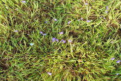 Utricularia uliginosa